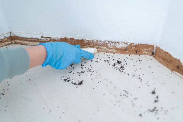 Best Wasp Removal Services  in Sugarcreek, OH